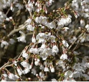 Prunus incisa 'Kojo-no Mai' (Dwarf Cherry)- 10L pot image 0