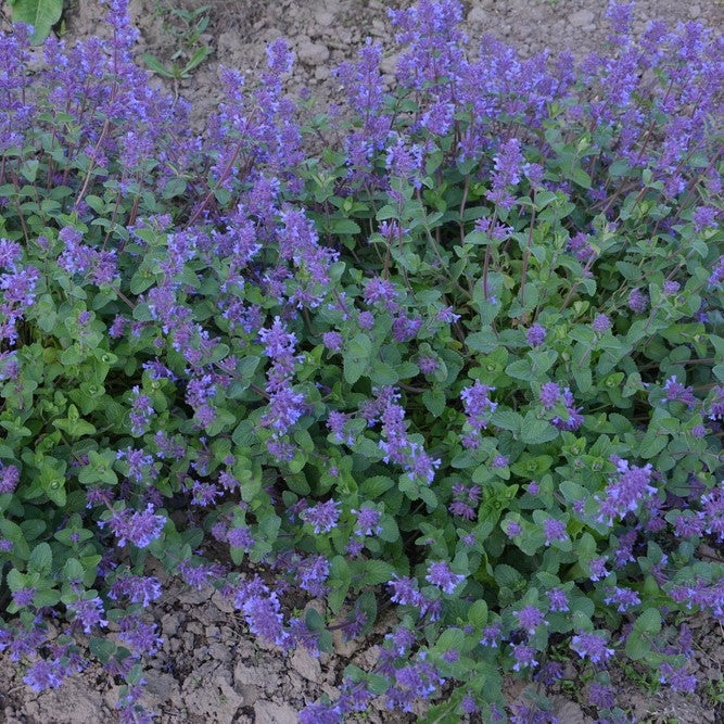 Nepeta 'Six Hills Giant' (Catmint)-2L pot image 0