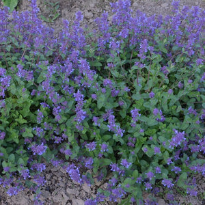 Nepeta 'Six Hills Giant' (Catmint)-2L pot image 0