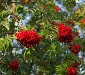 Sorbus aucuparia (Rowan/Mountain Ash) - Bareroot image 0