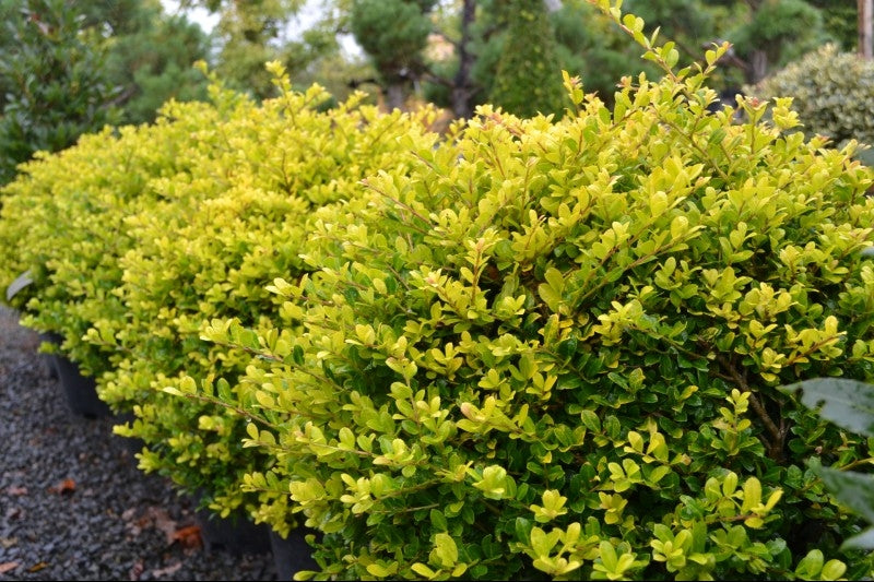 Ilex crenata 'Golden Gem' -Ball - 40-50cm image 0