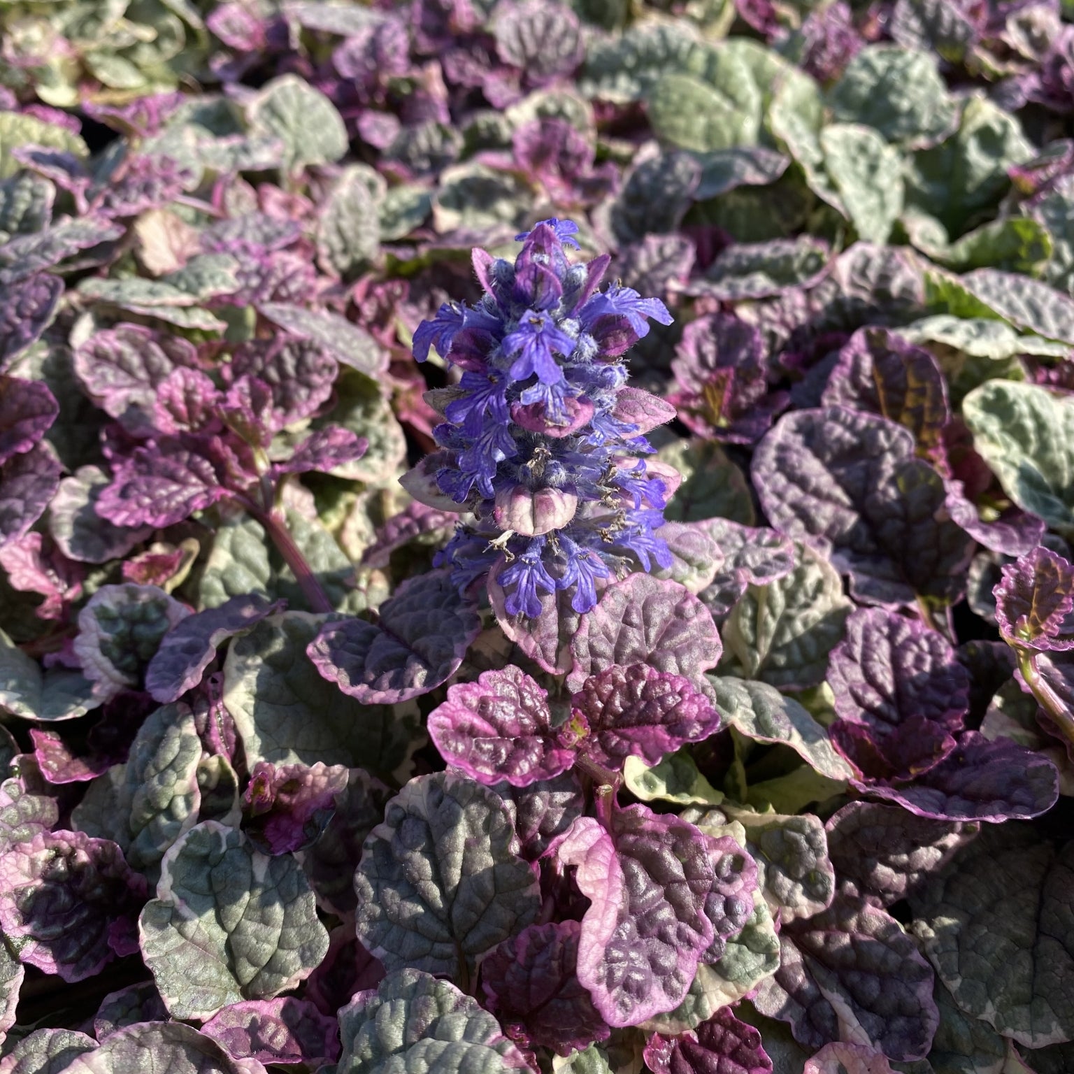 Ajuga 'Burgundy Glow' (Bugle)- 2L -Pot image 0