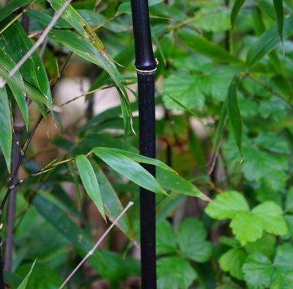 Phyllostachys nigra (Black Bamboo) -10l pot. image 0