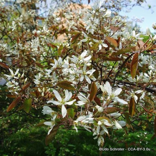Amelanchier lamarkii  Multistemmed- 100-125 cm -12L pot image 1
