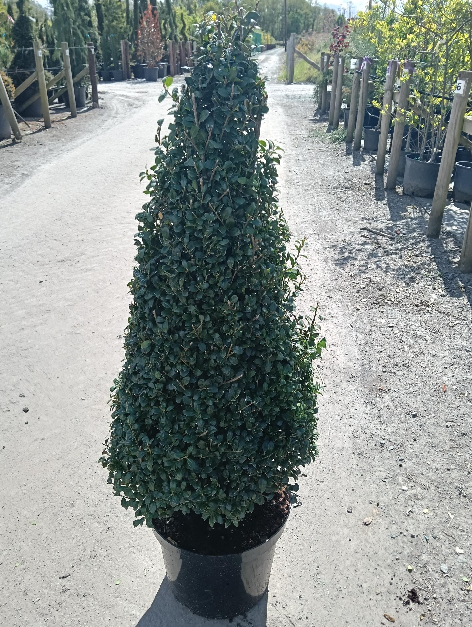 Ilex crenata Cone image 0
