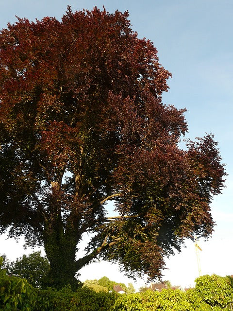 Fagus sylvatica 'Atropurpurea' 10L pot image 1