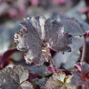 Heuchera 'Palace Purple' - 2L pot image 0