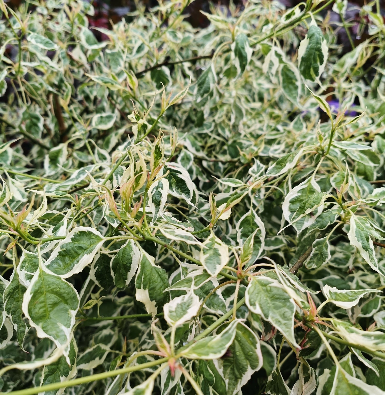 Cornus alternifolia 'Argentea' - 15L Pot image 0