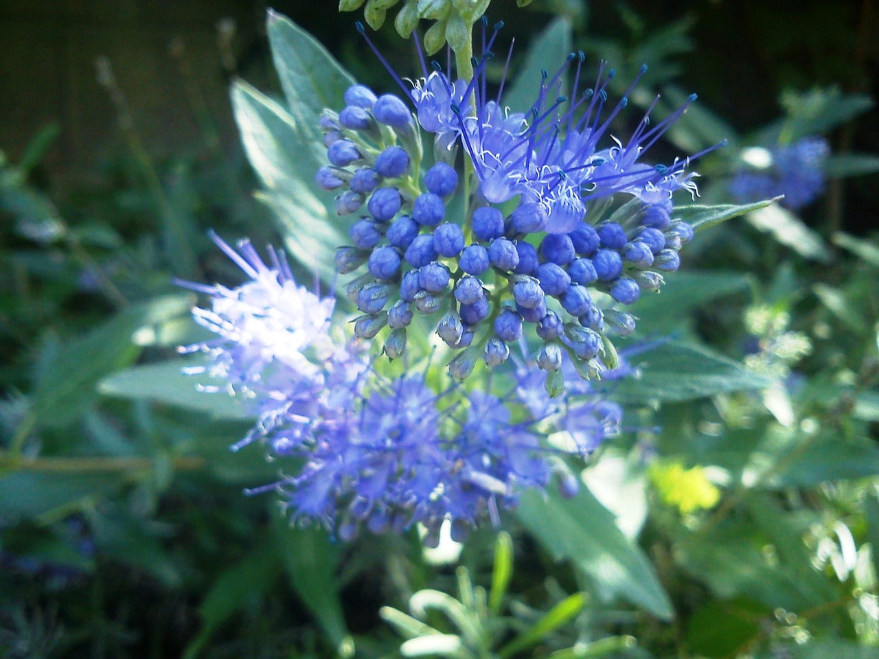 Caryopteris x clandoniensis'Heavenly Blue' - 2L Pot image 0