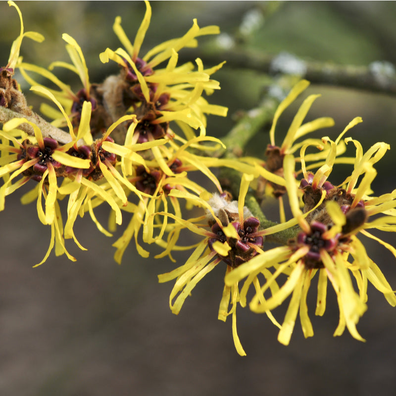 Hamamelis x intermedia 'Pallida' (Witch Hazel)-12L pot image 0