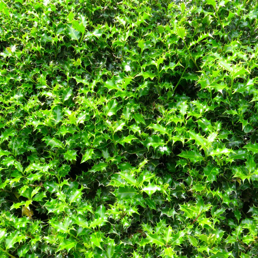 Ilex aquifolium (Common Holly) - Rootballed image 0