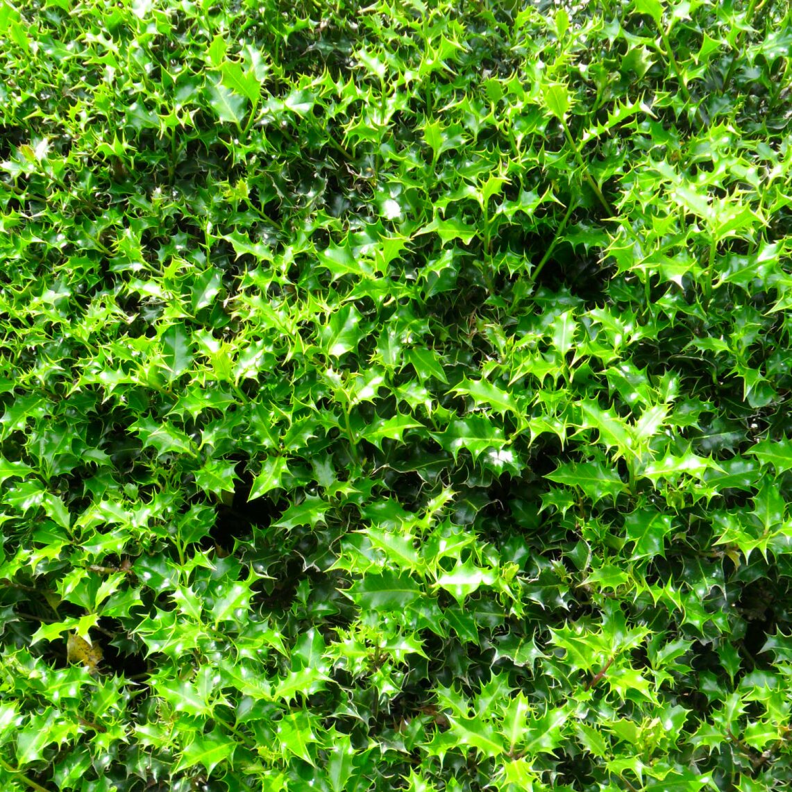 Ilex aquifolium (Common Holly) - Rootballed image 0