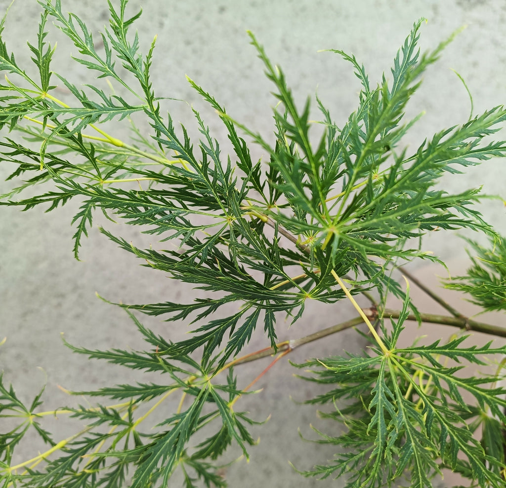Acer palmatum 'Dissectum'(Japanese Maple) -10L pot image 0