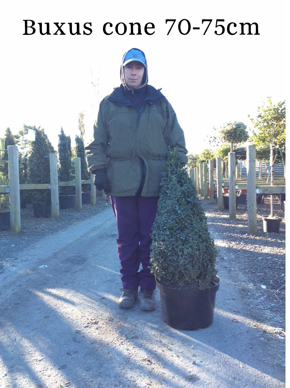 Buxus sempervirens (Box) - Cone image 1