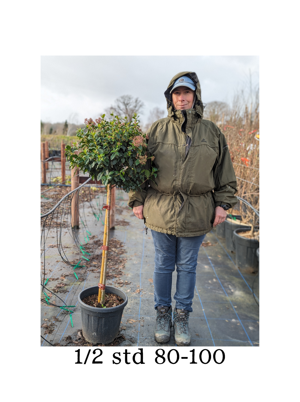 Viburnum tinus 1/2 std - 10L pot - 80-90cm clear stem image 1