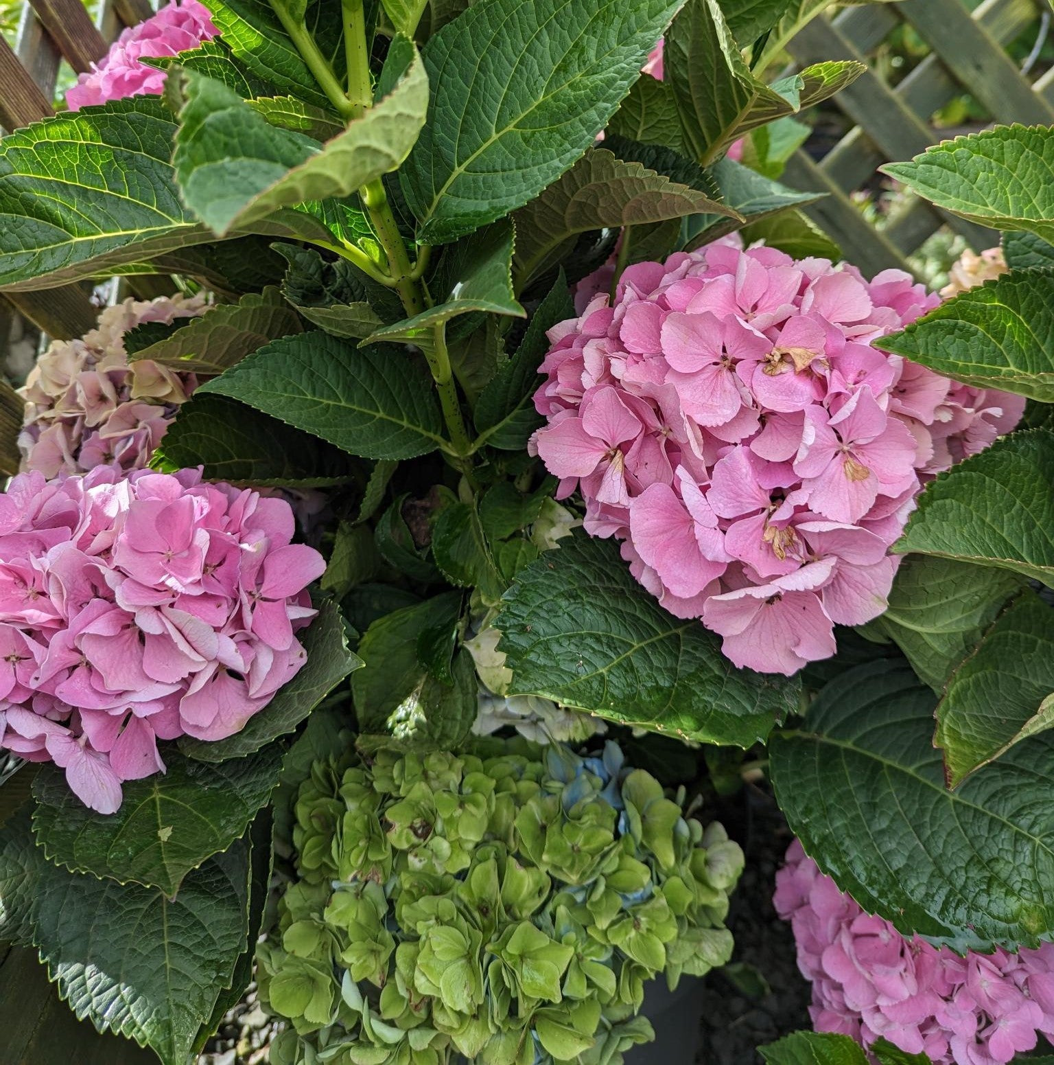Hydrangea macrophylla 'Blauw' -12L pot image 0