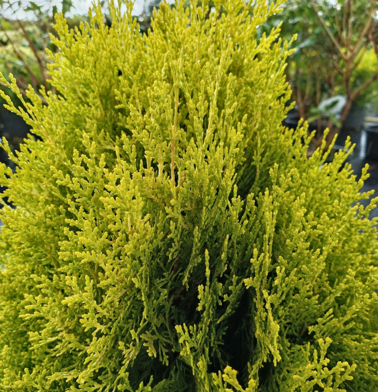 Thuja orientalis 'Aurea Nana' - 10L pot image 0