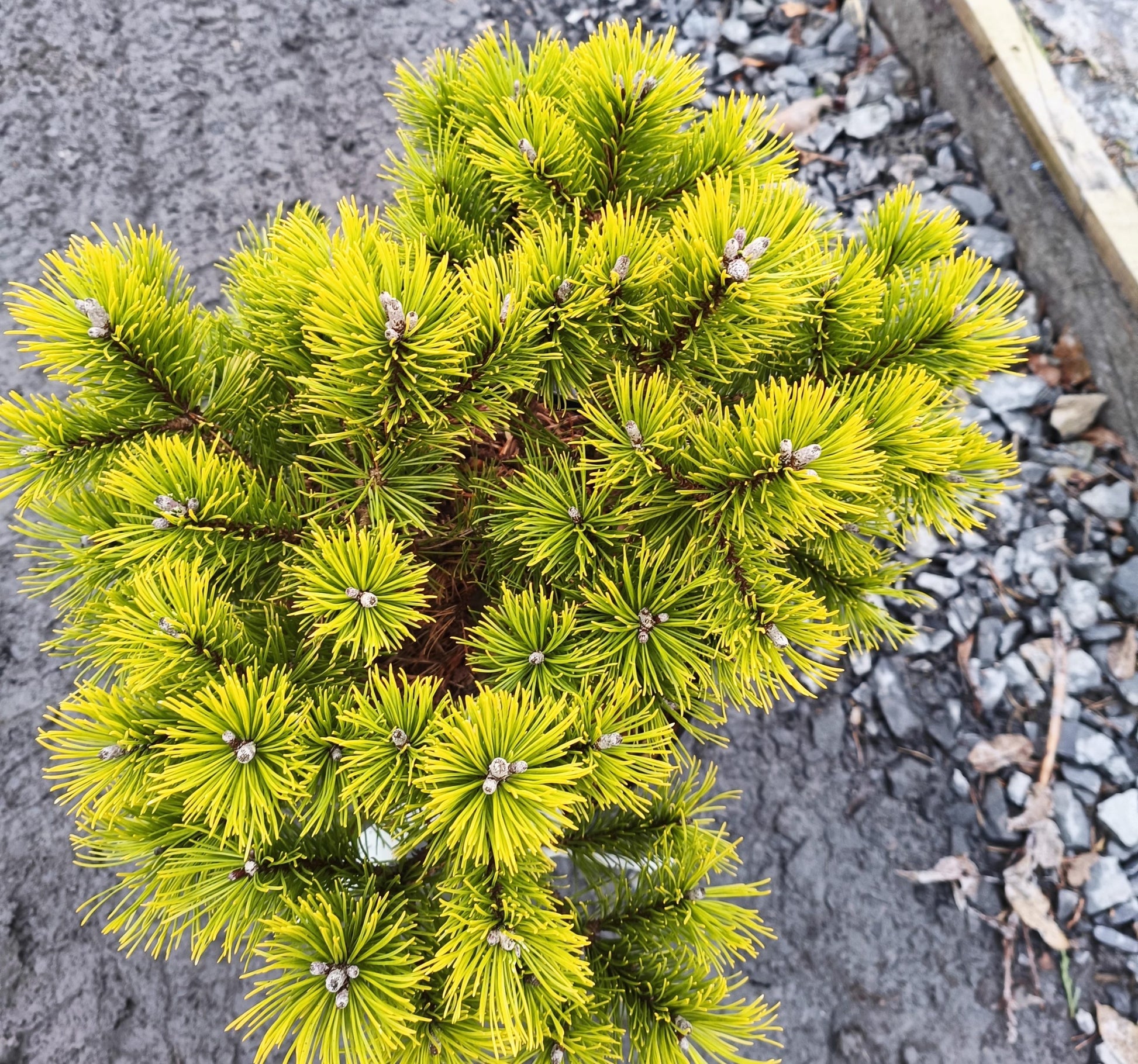 Pinus mugo 'Winter Gold' -10L pot image 0