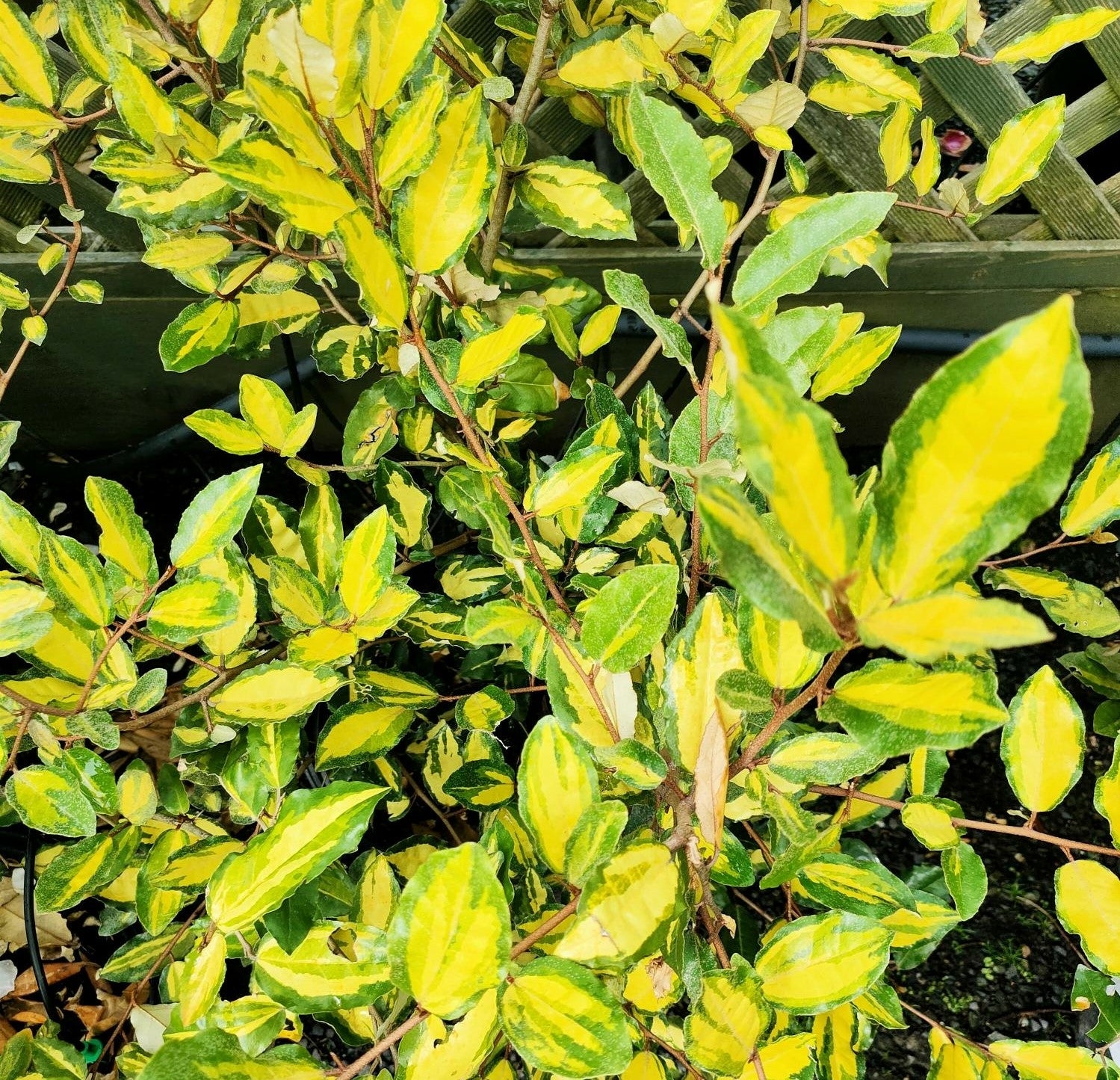 Elaeagnus pungens 'Maculata' - 2L pot image 0
