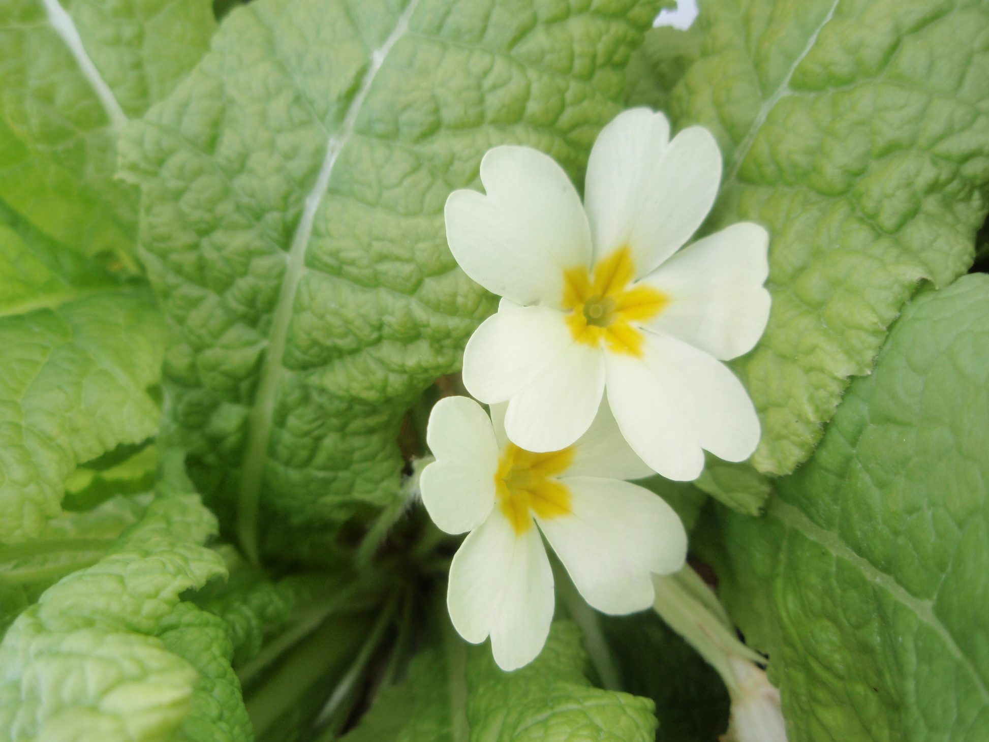 Primula vulgaris Primrose image 0