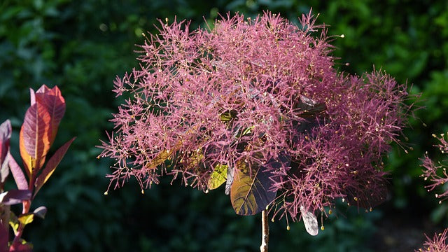 Cotinus 'Grace' (Smoke Tree Grace) -Potted