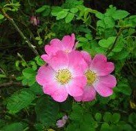 Rosa rubiginosa (Sweet Briar) - Bareroot image 0