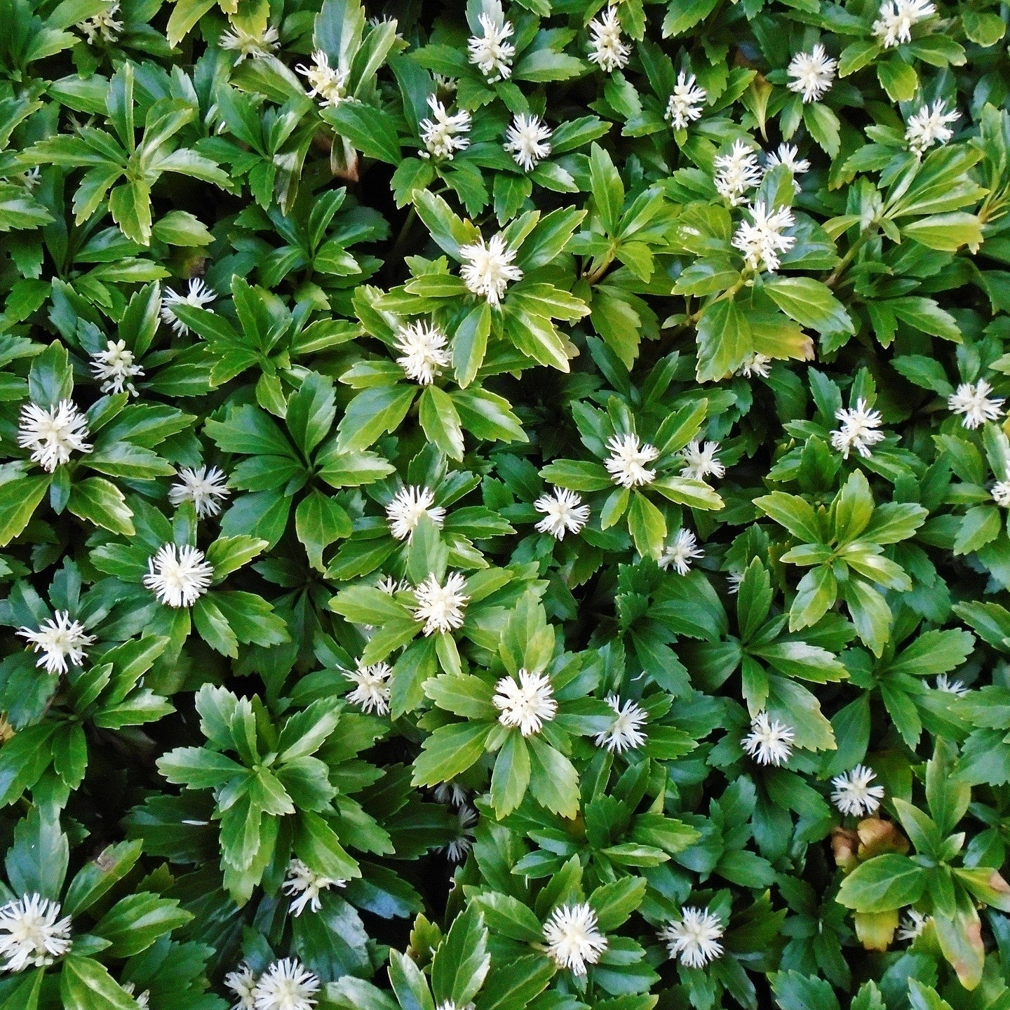 Pachysandra terminalis - 2L Pot image 0