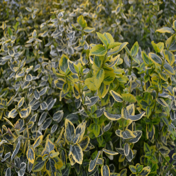 Euonymus fortunei 'Emerald & Gold'- Potted image 1