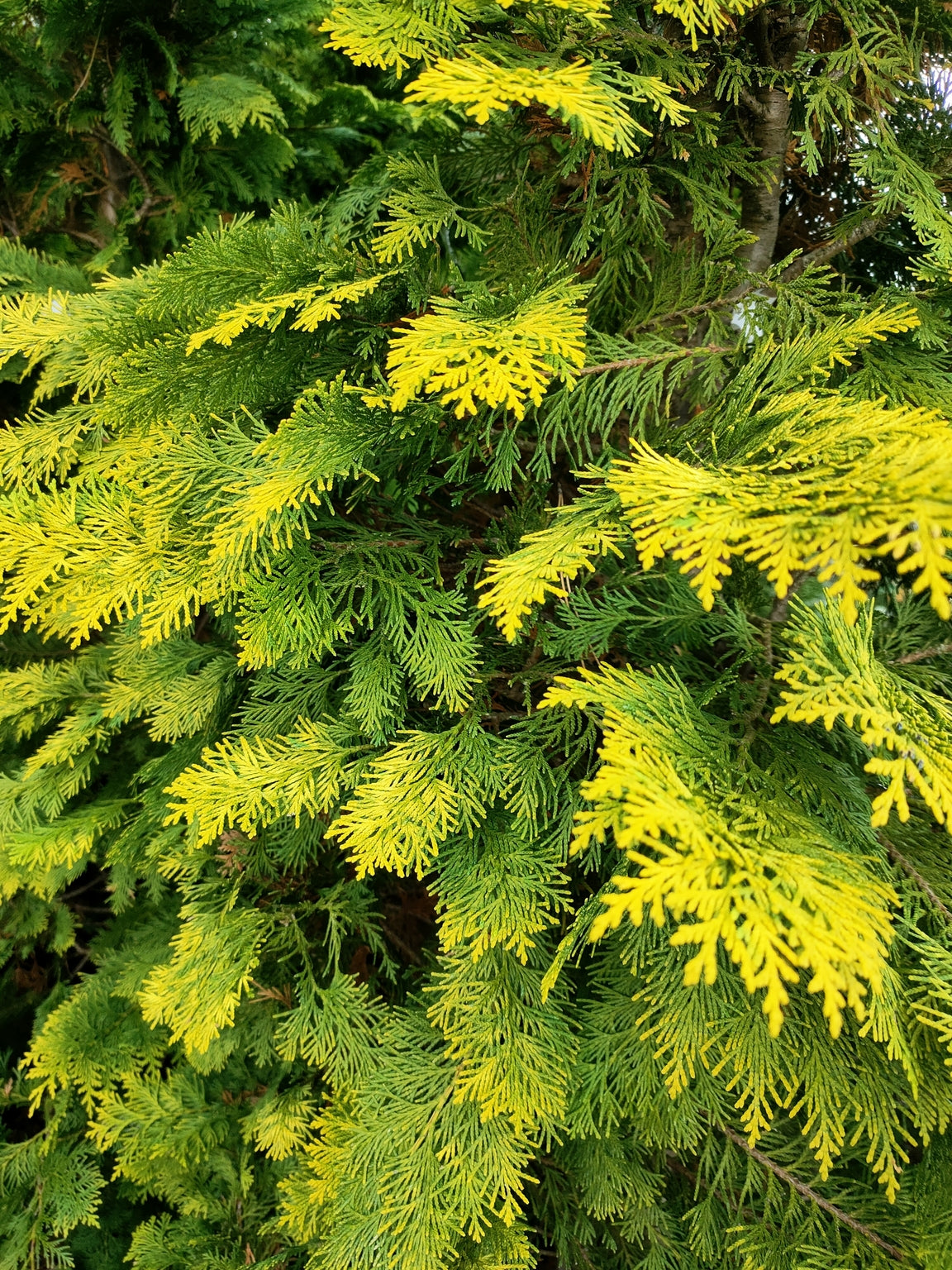 Chamaecyparis lawsoniana 'Stardust' (Lawson Cypress Stardust) -Root Balled image 0