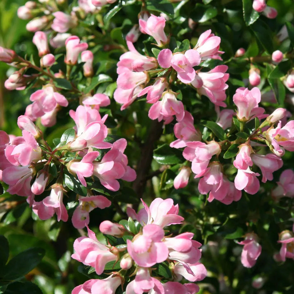 Escallonia 'Apple Blosssom' - Potted image 0