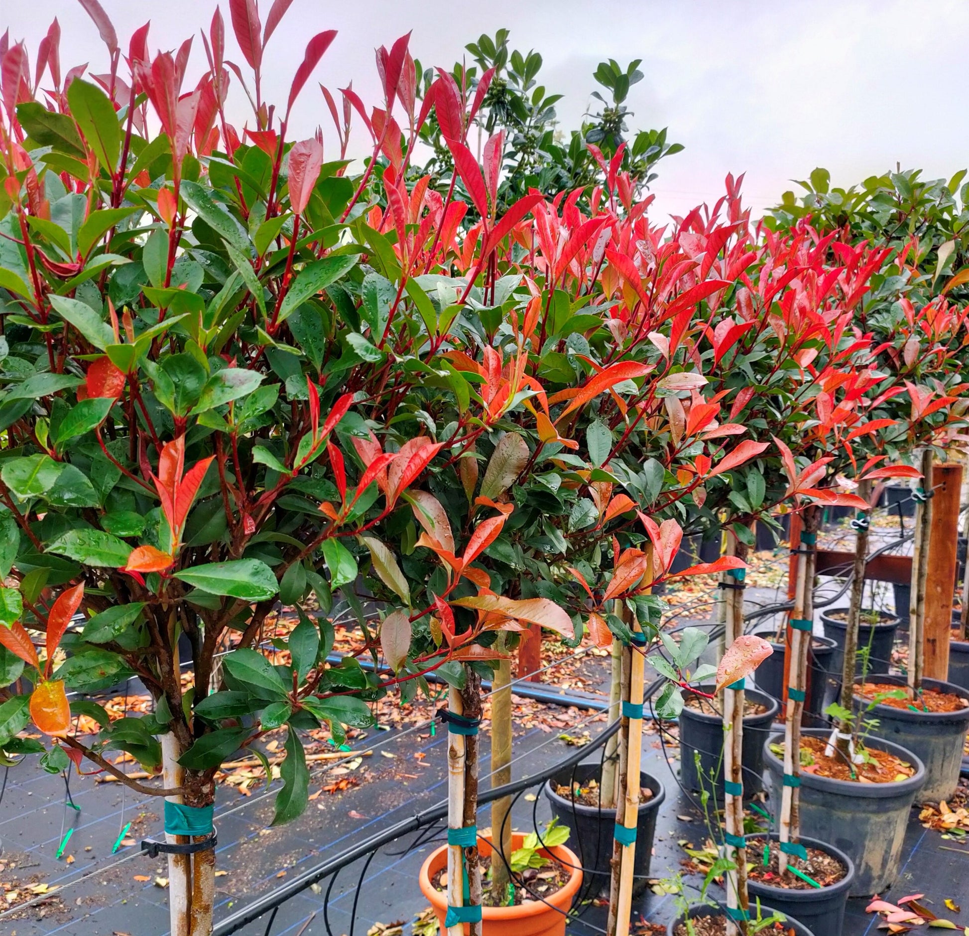 Photinia x fraseri 'Little Red Robin' - 1/2 std -80-100 cm Clear Stem image 0