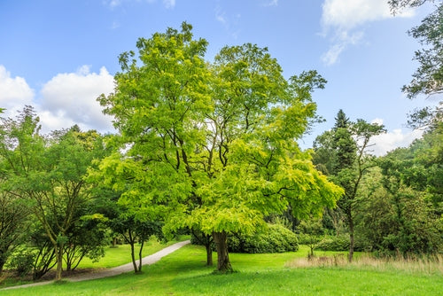 Robinia pseudocacia 'Frisia' (False Acacia)10L pot image 0