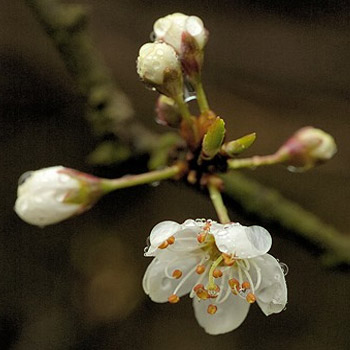 Prunus spinosa (Blackthorn/Sloe) - Bareroot image 0