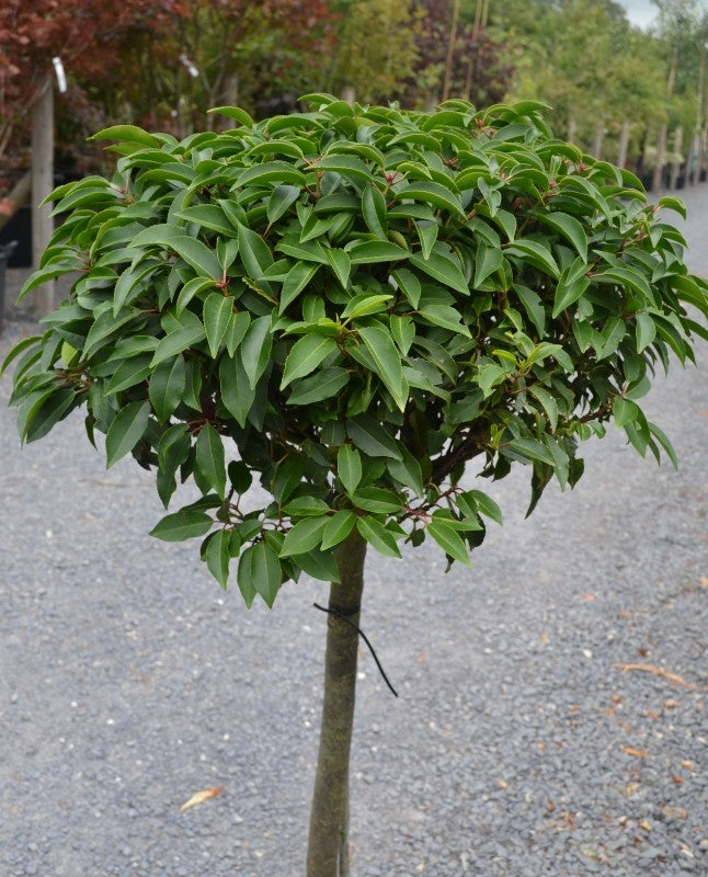 Prunus lusitanica (Portuguese laurel) - Half Standard/ 80-100cm Clear Stem image 0