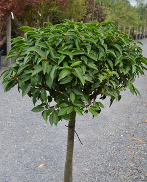 Prunus lusitanica (Portuguese laurel) - Half Standard/ 80-100cm Clear Stem image 0
