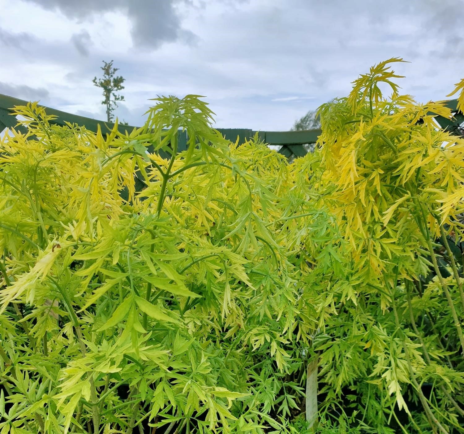Sambucus nigra 'Golden Tower' -12L pot image 0