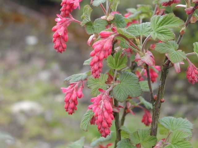 Ribes sanguineum (Flowering Currant) - Bareroot - 40-60cm image 0