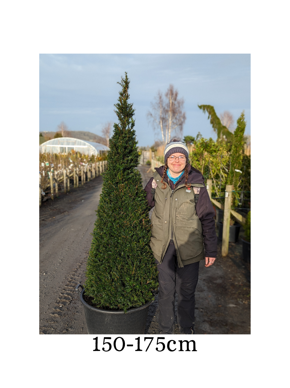 Taxus baccata (Yew) - Cone image 2