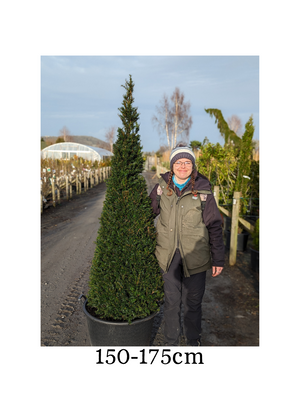 Taxus baccata (Yew) - Cone image 2