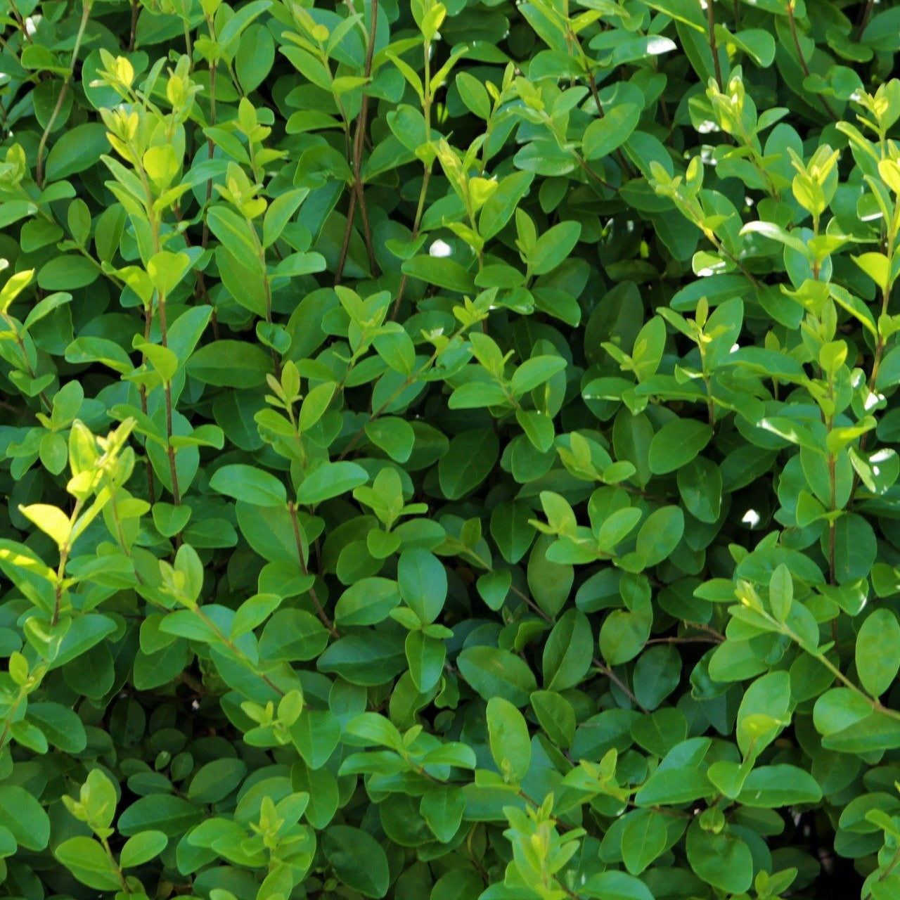 Ligustrum ovalifolium (Privet) - Bareroot image 0