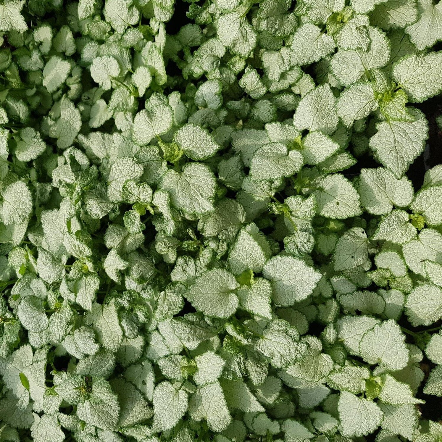 Lamium maculatum 'Beacon's Silver' - 2L Pot image 0