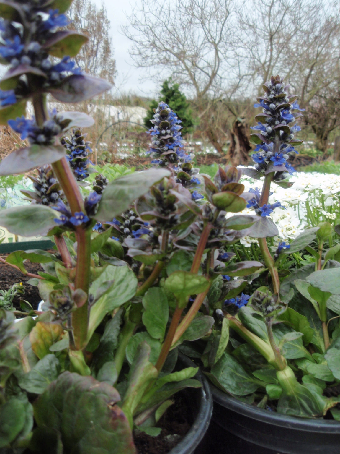 Ajuga reptans (Bugle) - 2L Pot image 0