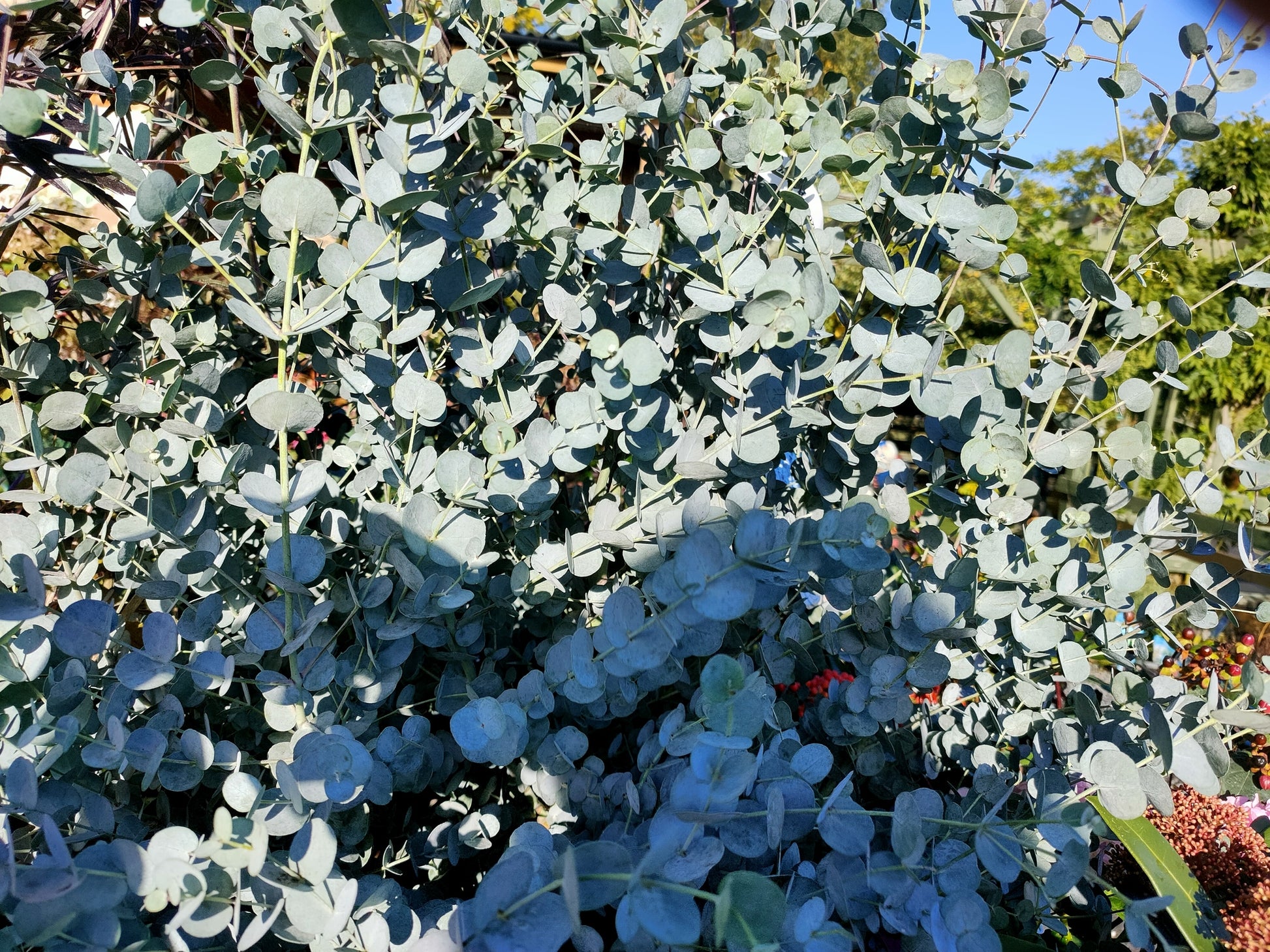 Eucalyptus gunnii 'Azura' -12L pot -Bushy image 0