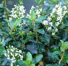 Escallonia 'Iveyii' - 2L Pot 30cm+ image 0