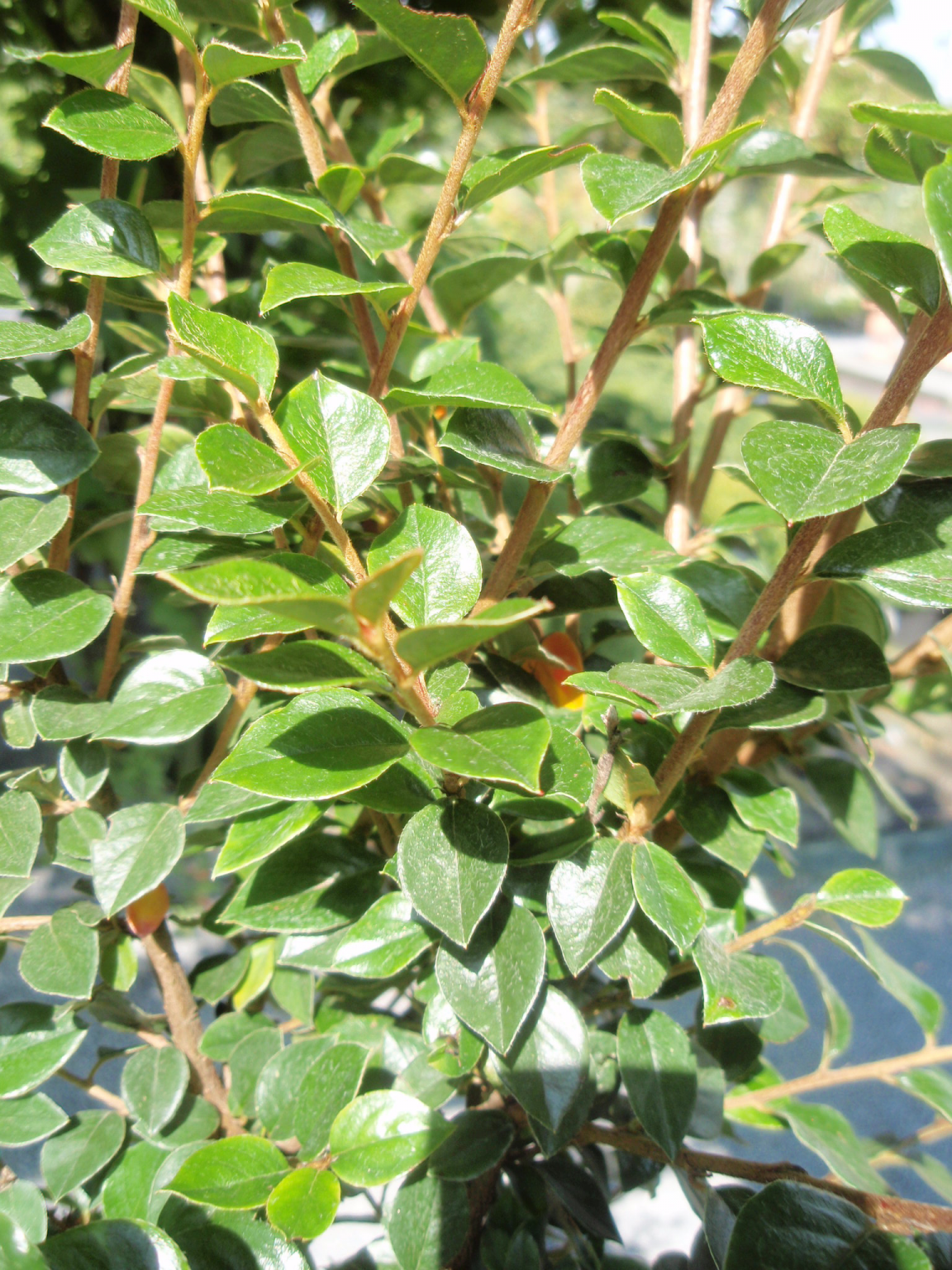 Cotoneaster simonsii - 2L Pot - 30cm+ image 0