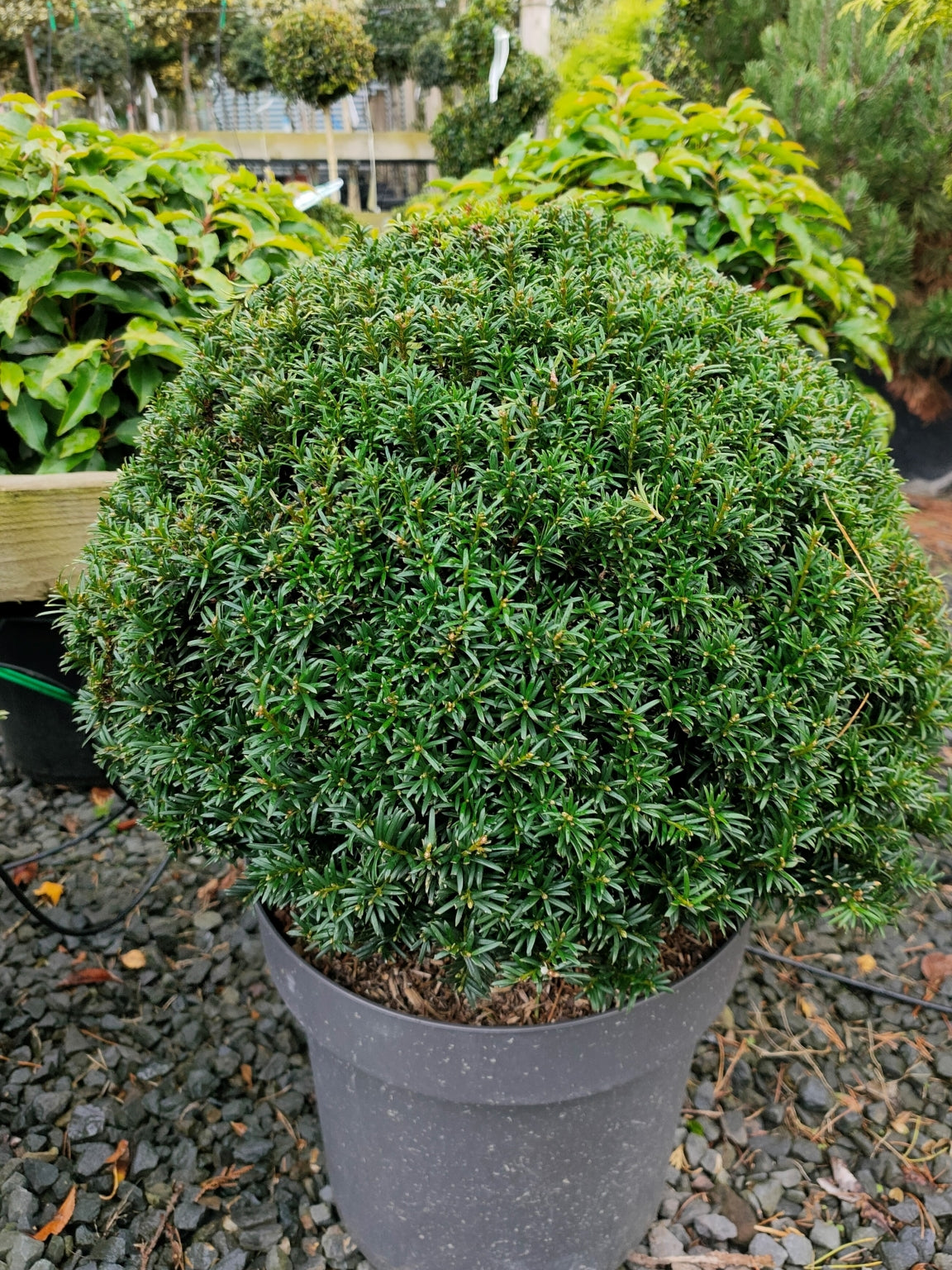 Taxus baccata (Yew) Ball image 0