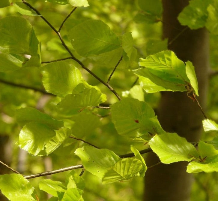Fagus sylvatica (Green Beech) - Bareroot image 0