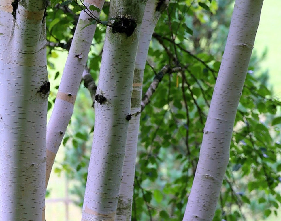 Betula utilis 'Dorenboos' Multistem (Himalayan Birch) -12L pot. image 0