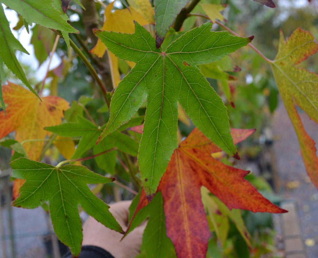 Liquidambar styraciflua 'Worlspledon' -10L image 0