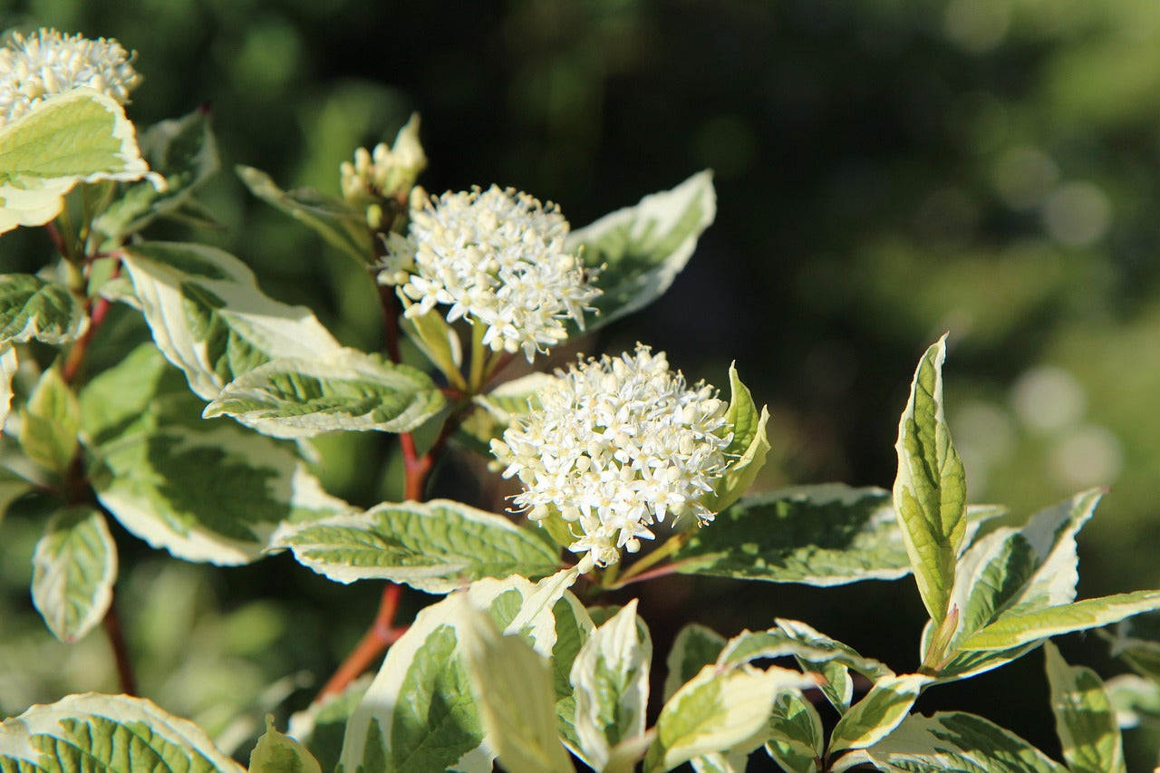 White flowers on a green bush with a blurred natural background